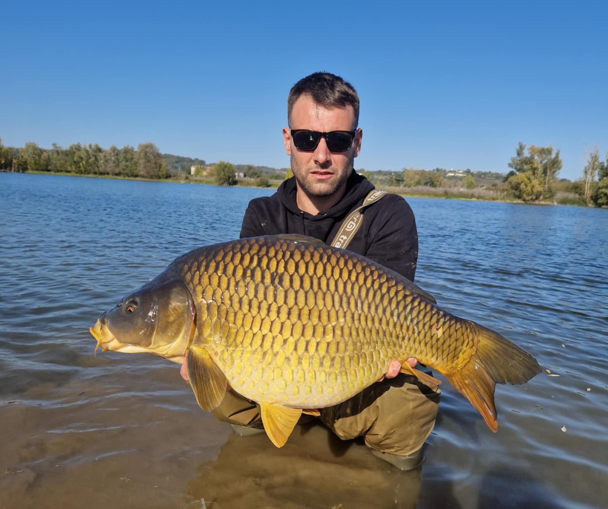 Carpe commune dorée